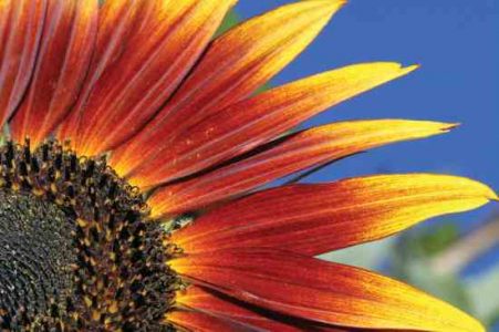 Sunflowers Tickle Farmers' Fancy Image